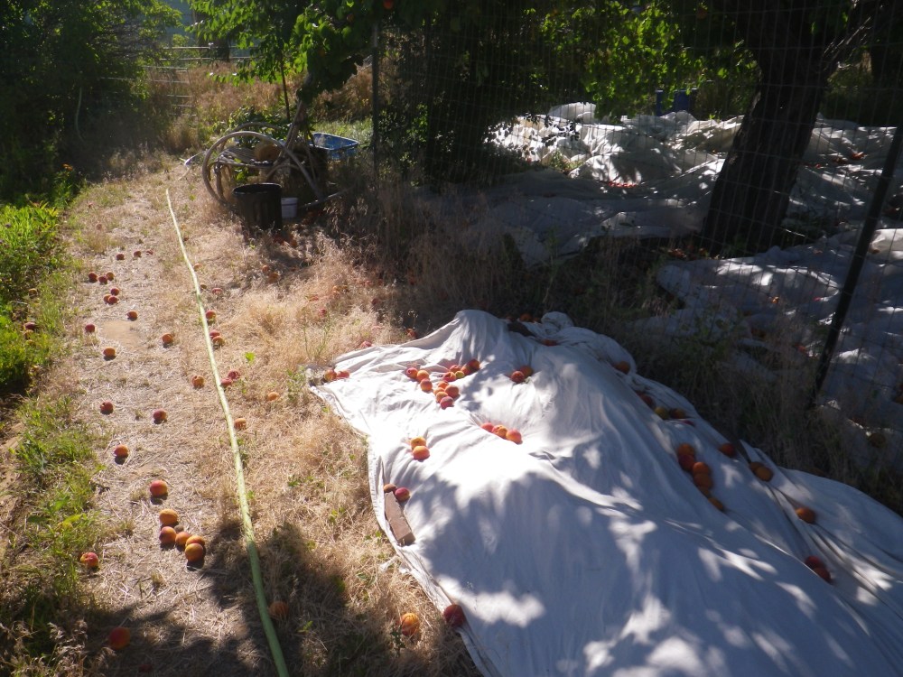 harvesting apricots with tarps