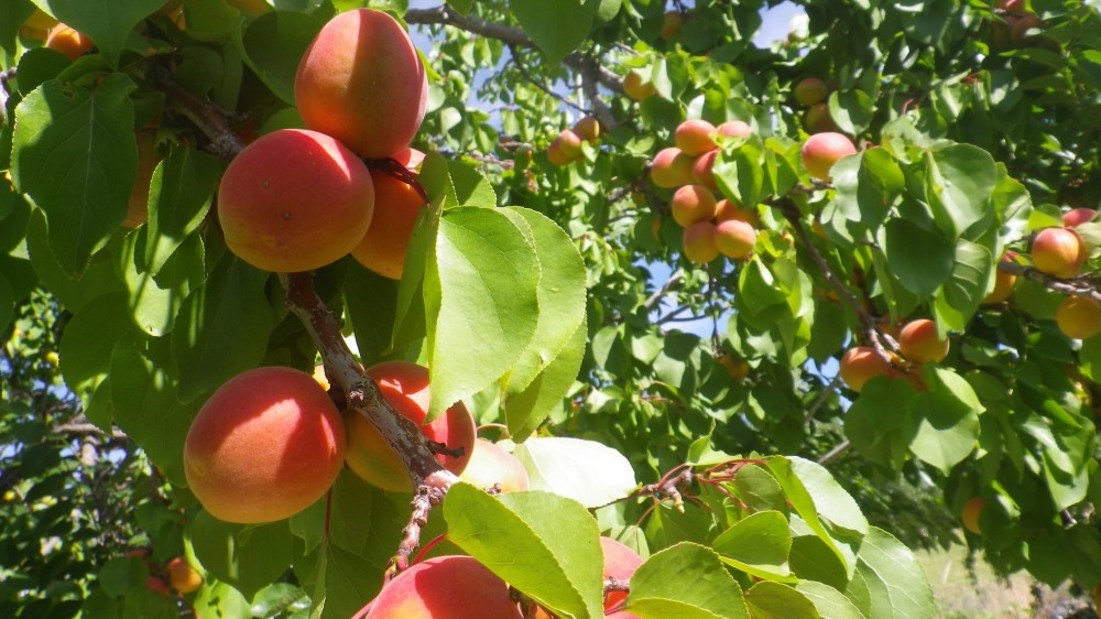 Close-up of apricots on tree