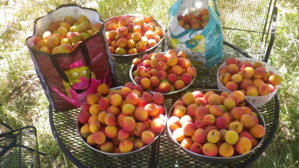 Eighty five pounds of apricots harvested