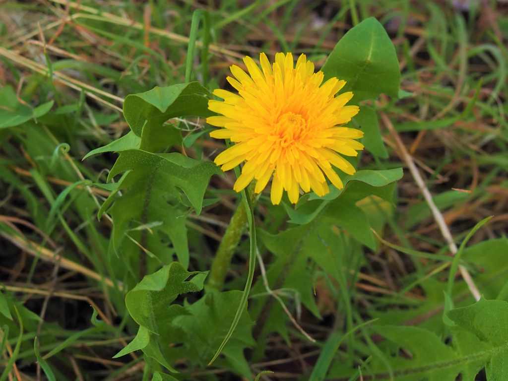 edible dandelion greens and flower