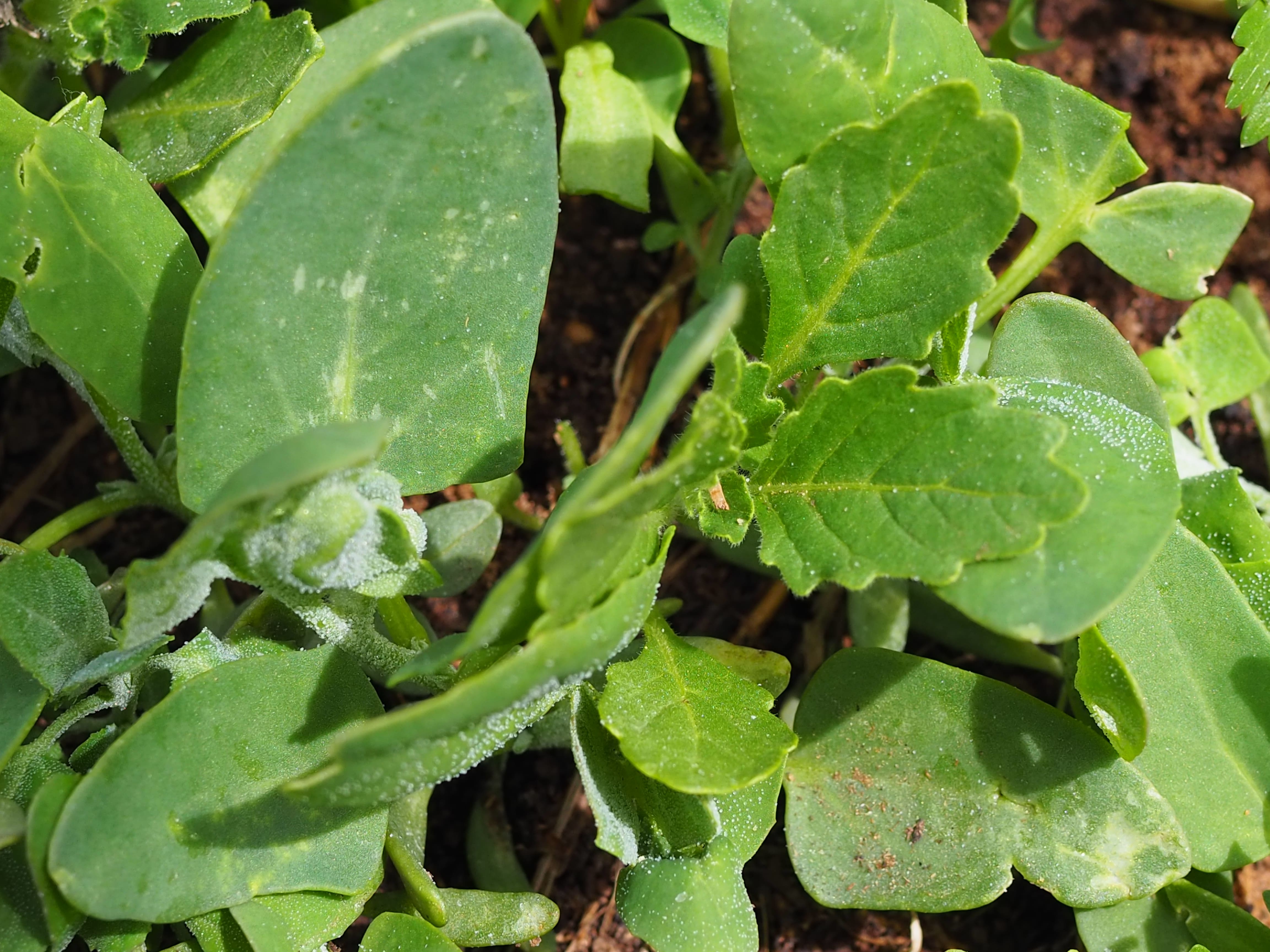 lambsquarters nightshade Hearthwilde