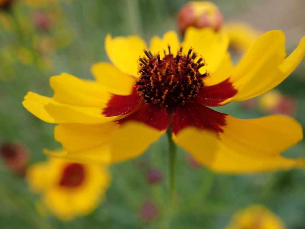 Yellow and dark red Plains coreopsis flower close up.