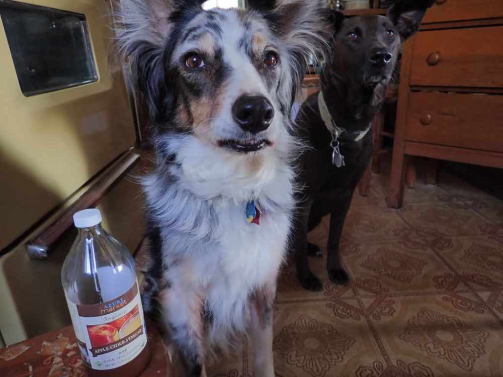 Two dogs in kitchen with bottle of apple cider vinegar.