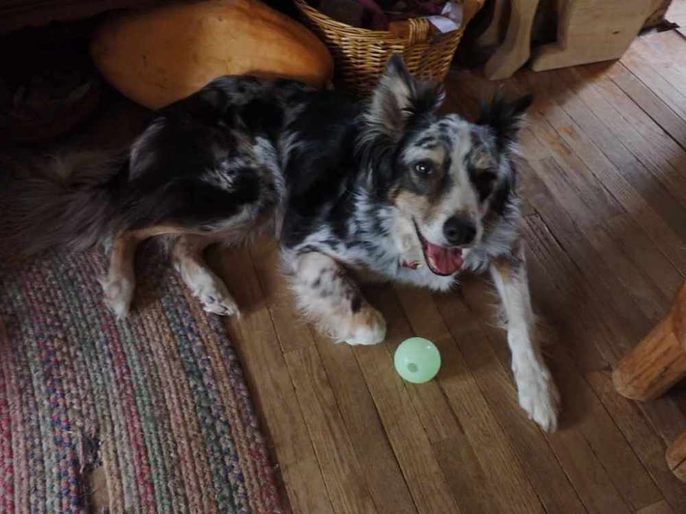 Happy dog lying on living room floor with ball nearby.