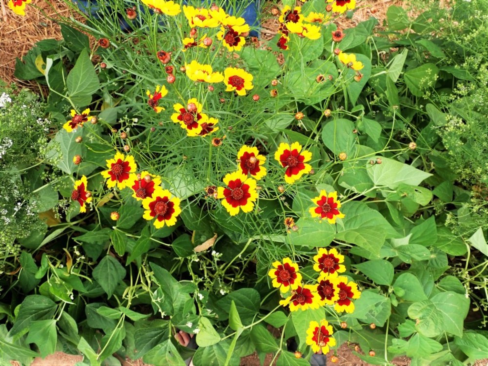 Yellow and dark red Plains coreopsis flowers planted between bean plants.