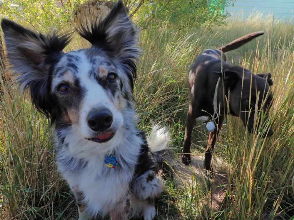 Two dogs outside in grass.