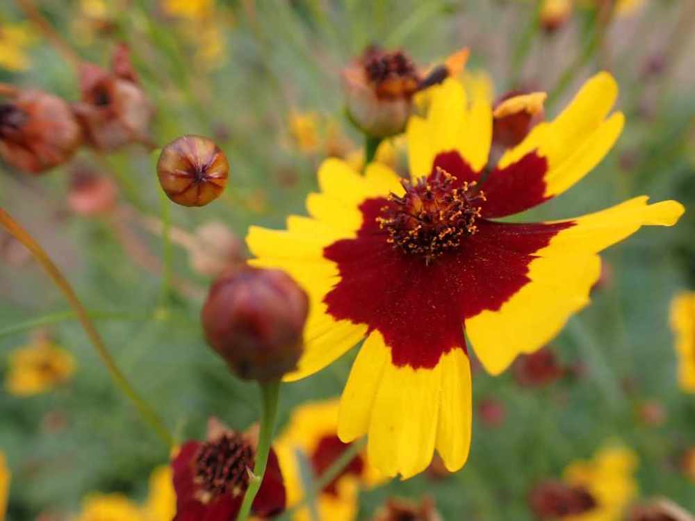 Close up of yellow and dark red plains coreopsis flowers in bloom and closed buds.
