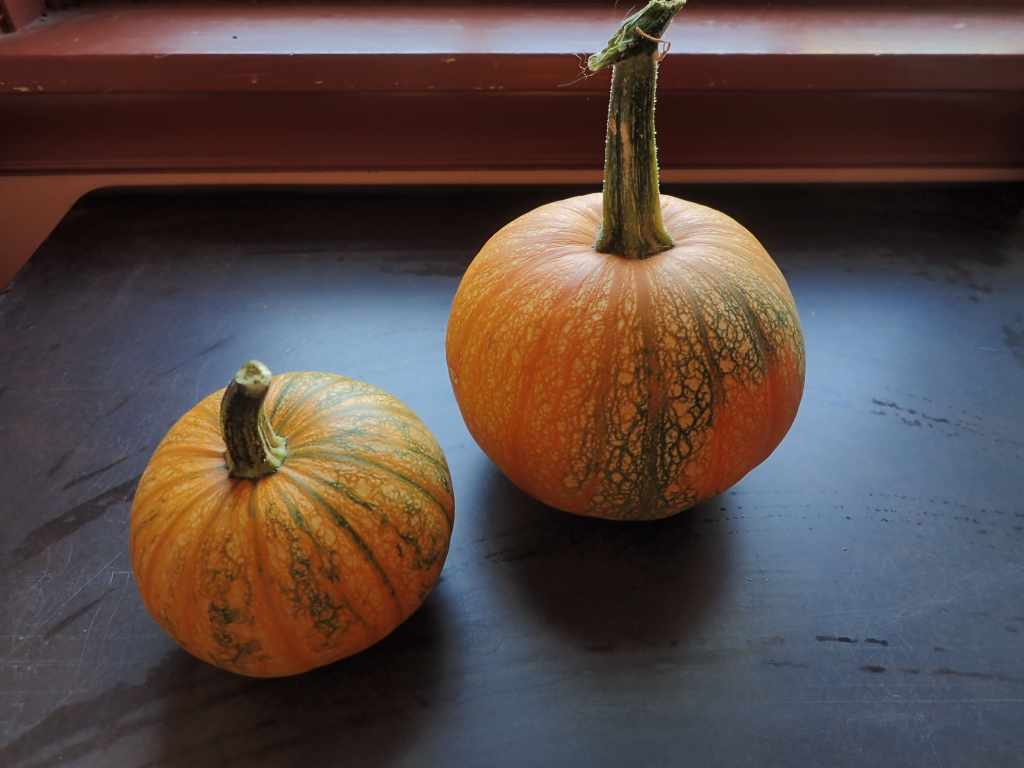 Winter Squash and Pumpkin Varieties – 2021 – Hearthwilde