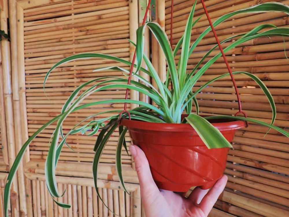 spider plant