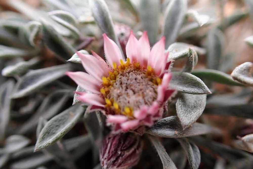 desert wildflower closeup