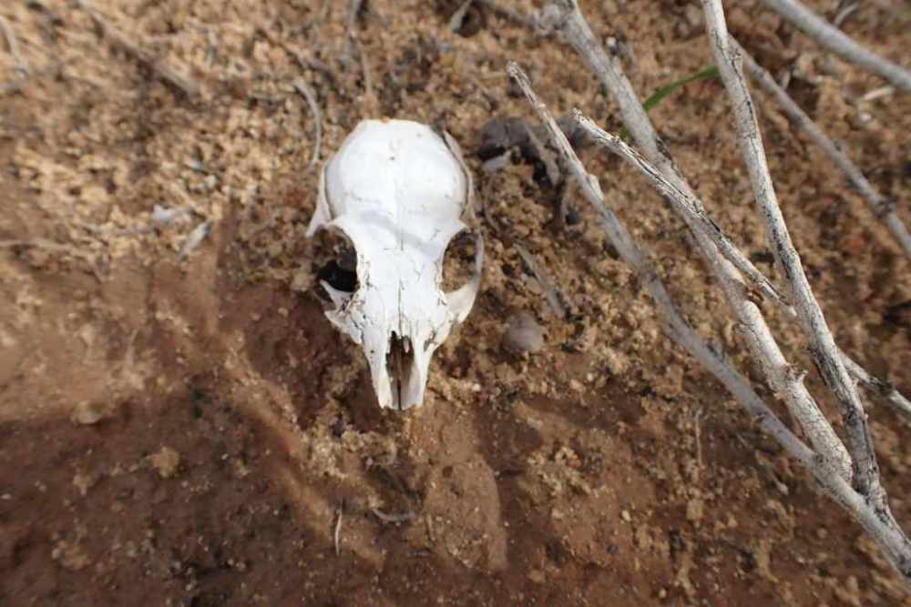 rabbit skull in desert