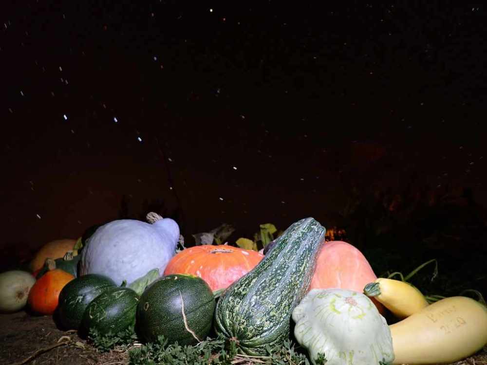 Winter squash harvest under night sky with big dipper