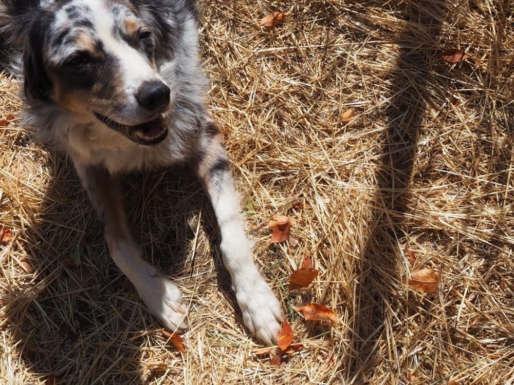 happy border collie dog lying on the ground in autumn