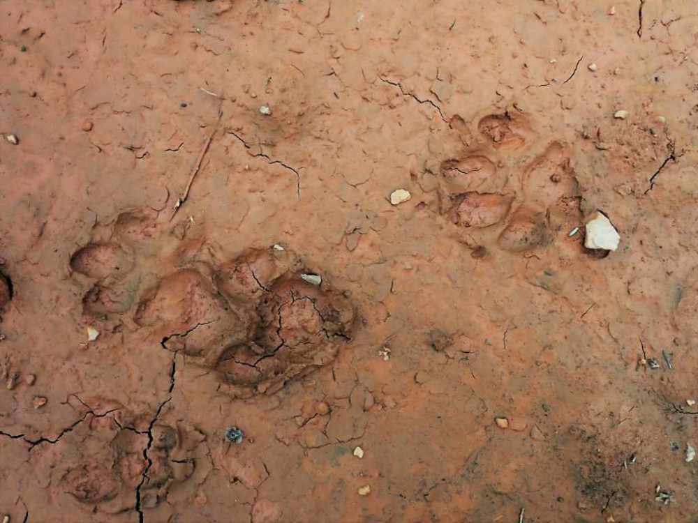 coyote tracks
