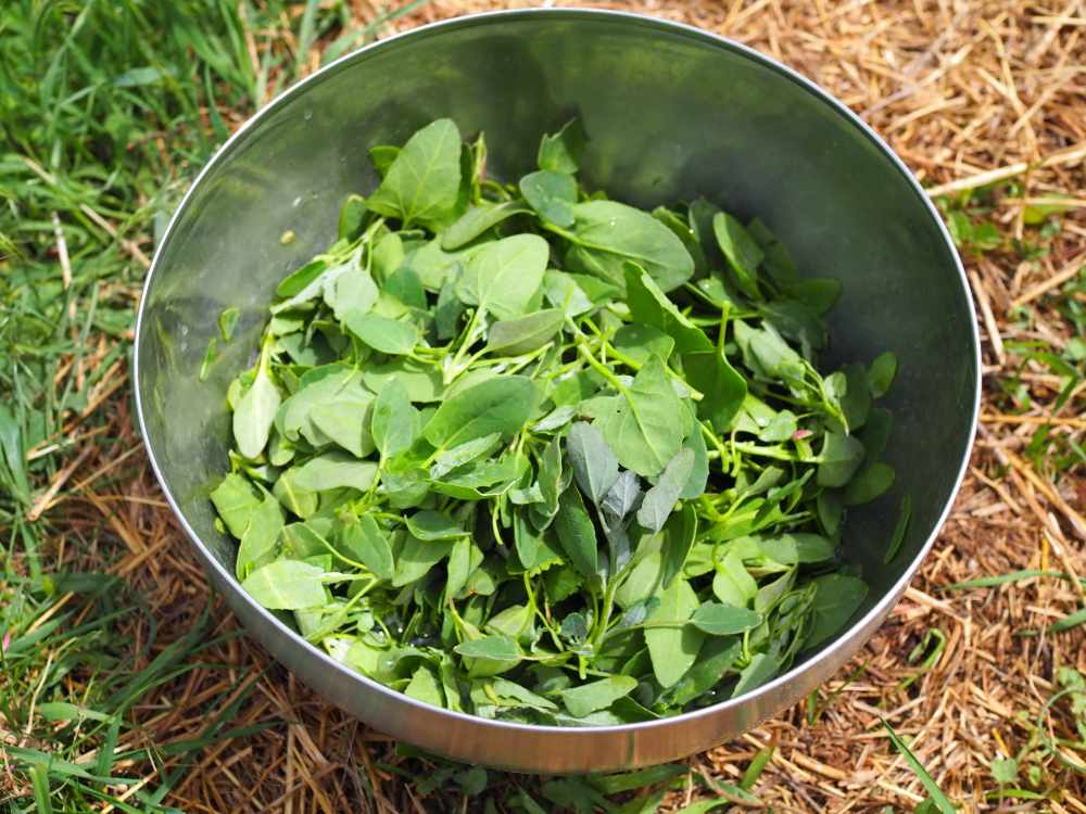 foraging lambsquarters full circle homestead kristina hicks-hamblin