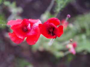 American Legion poppies, a red cultivar, close-up