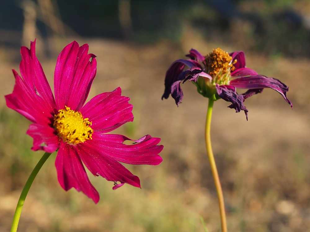 two cosmos flowers, one fresh, one faded