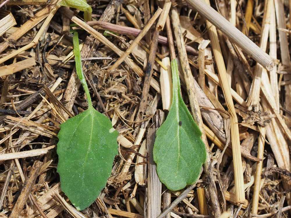 lambsquarers nightshade comparison full circle homestead kristina hicks-hamblin