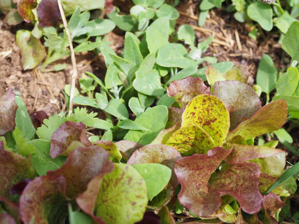 lambs quarters and lettuce full circle homestead kristina hicks-hamblin