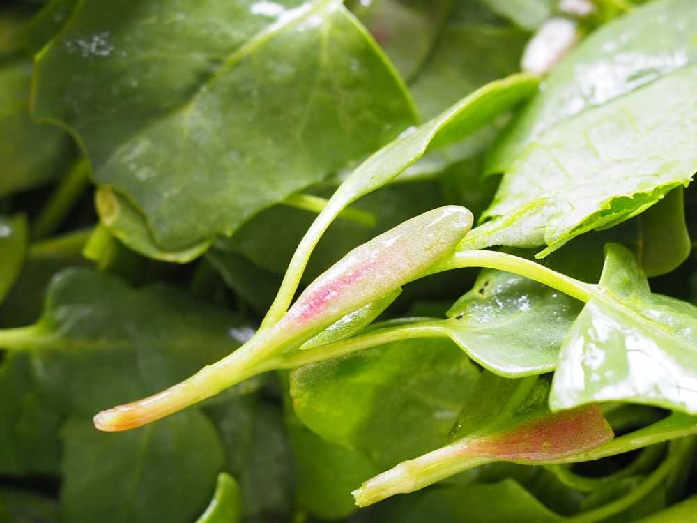 pink seed leaves lambsquarters macro full circle homestead kristina hicks-hamblin.JPG